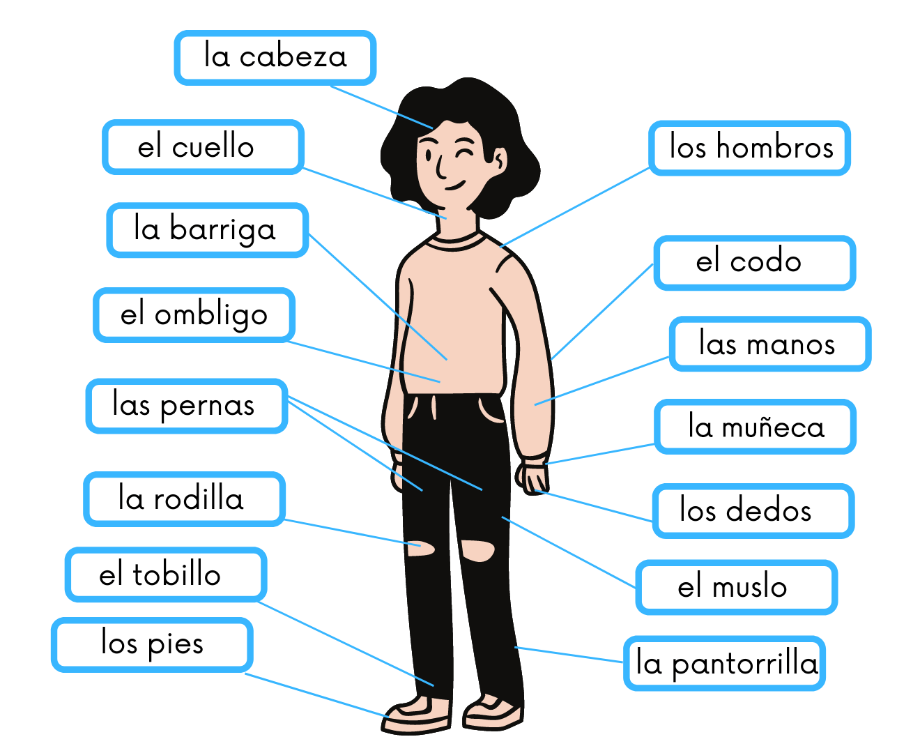 części ciała po hiszpańsku